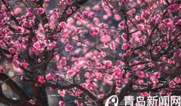 十梅庵今日爆料了吗最新消息,今日热点事件深度解析”